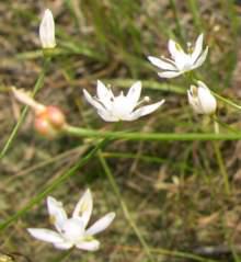 In flower