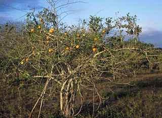 Strychnos madagascariensis tree