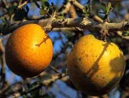 Strychnos madagascariensis fruit.
