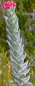 A single-stemmed shrub with thick, felted, silvery leaves 