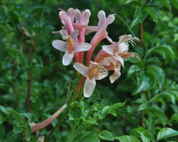 is cape honeysuckle poisonous to dogs