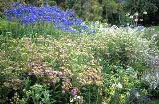 L. glabra in the border