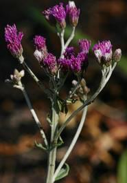 Hilliardiella oligocephala flowering branches