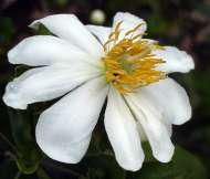 Bisexual flower X. kraussiana. Image  Geoff Nichols