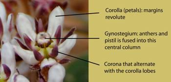 Flower parts