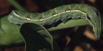 Arum caterpillar. Photo Katrien Globler