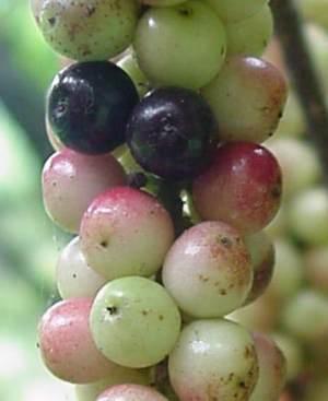 Antidesma venosum fruits (Geoff Nichols)