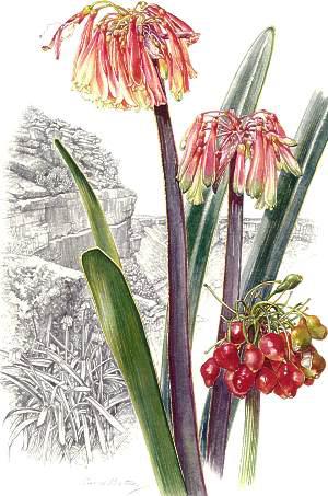 Clivia mirabilis
