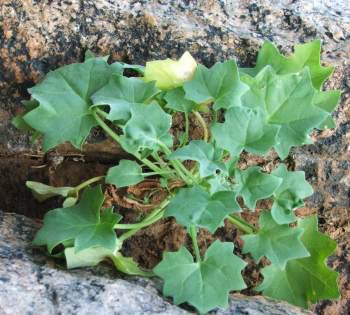 Young plant on granite cliff