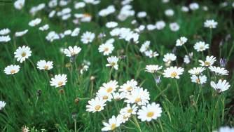Forms a tight neat carpet decorated with pur white flowers during summer