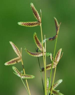 Isolepsis levynsiana. Photo C Stirton