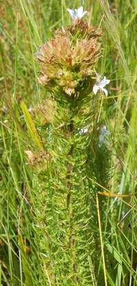 Roella glomerata flowers at the tips of branches