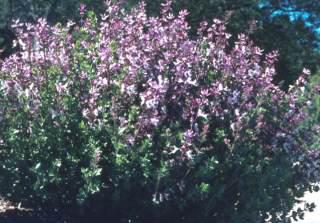 Syncolostemon transvaalensis bush in flower