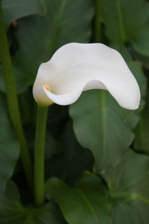 Single flower