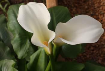 In flower