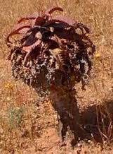 Plant in habitat. Photo copyright  Eurica