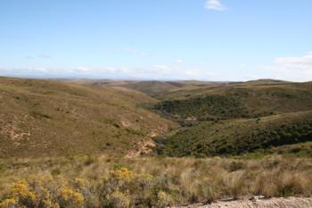 Renosterveld hills habitat of Gladiolus vandermerwei