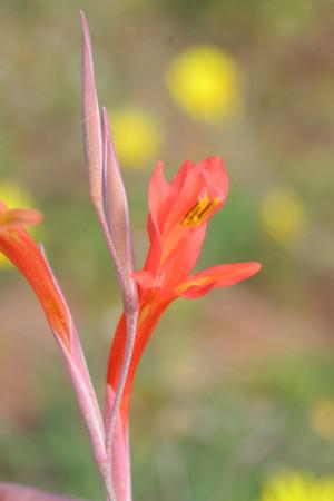 Flowers of Gladiolus vandermerwei