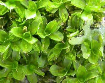 Wet plants