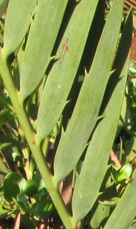 Leaf showing teeth
