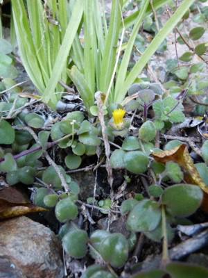 Growing in habitat near Fort Gaika ( Eastern Cape) 