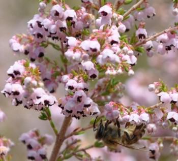 Erica sparsa visited by bees