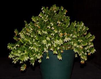 Erica sociorum growing in pot