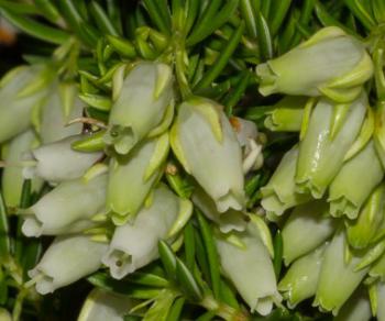 Close-up view of flowers