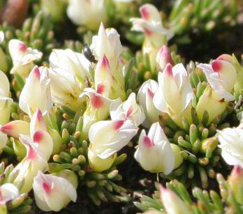 Close- up of flowers