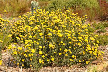 Growing in Kirstenbosch