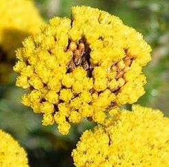 Metalasia aurea flowers. Photo Adriaan Grobler