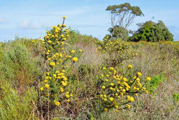 Metalasia aurea  shrubs in flower. Photo Adriaan Grobler