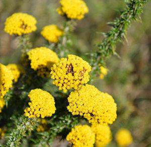 Metalasia aurea flowers. Photo Adriaan Grobler