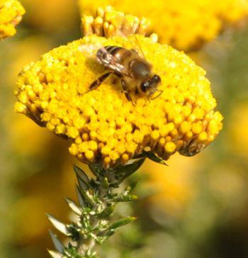 Visited by bee