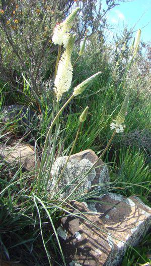 Bulbinella eburniflora