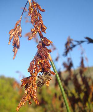Thamnochortus spicigerus