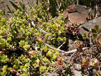 Cotyledon woodii growing in habitat