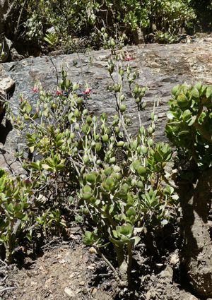 Cotyledon woodii growing in habitat