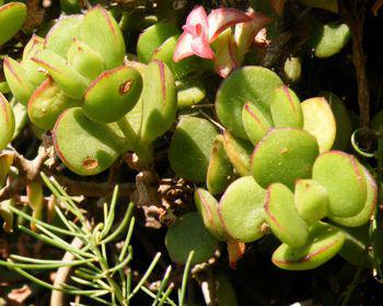 Cotyledon woodii