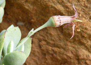 Spent flower of Cotyledon woodii