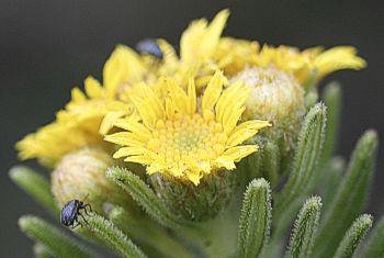 The canopy is covered with ‘sprays’ of yellow flowers, seen here with beetle visitors.