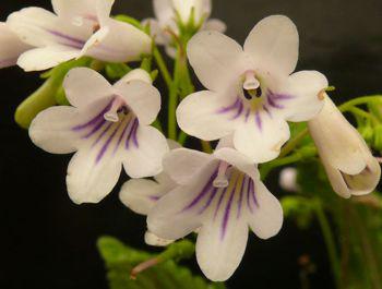 Streptocarpus parviflorus closeup of flowers