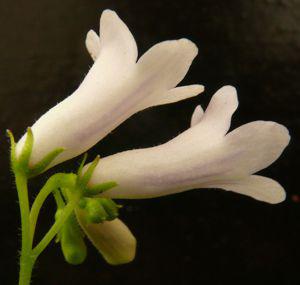 Streptocarpus parviflorus closeup of flowers