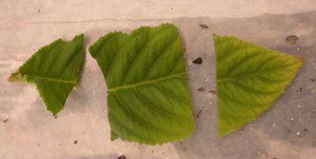 How to cut leaf