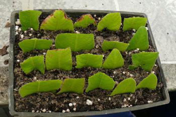 Streptocarpus parviflorus cuttings in tray