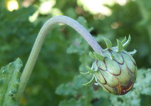 Arctotis revoluta
