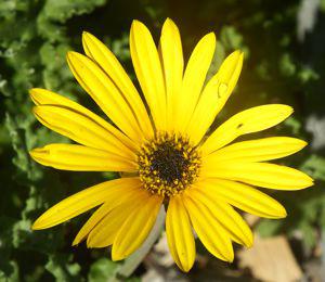 Arctotis revoluta