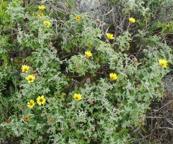 Arctotis revoluta