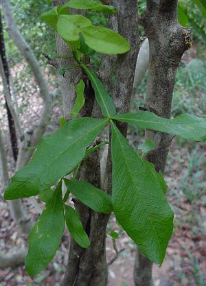 Vepris carringtoniana