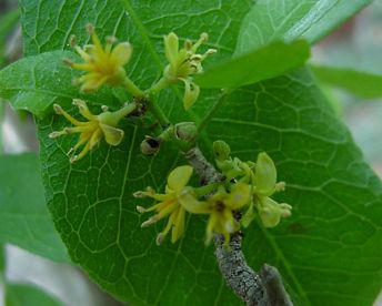 Vepris carringtoniana